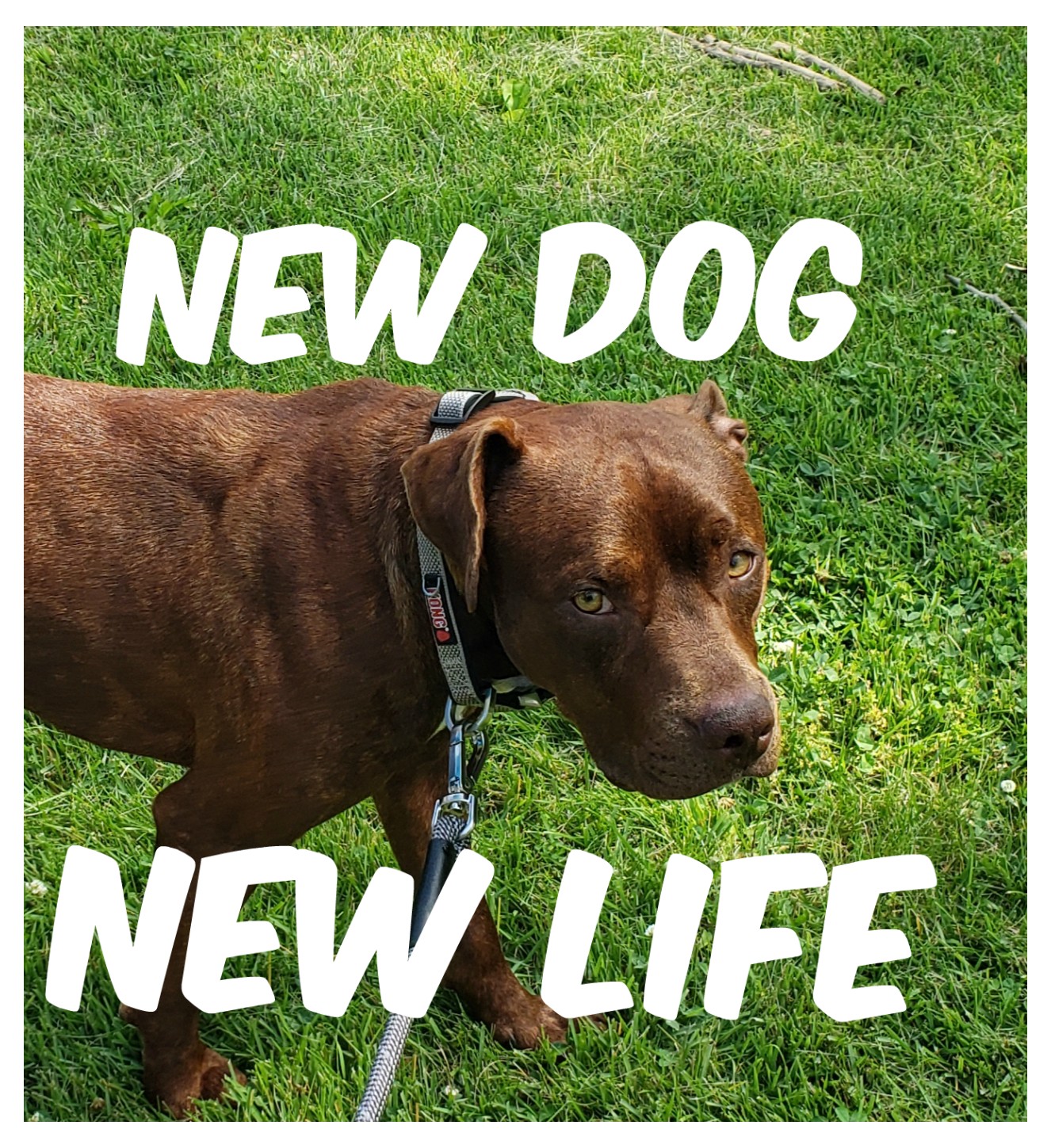 New Dog-New Life