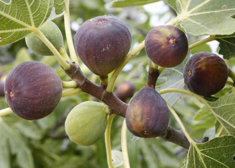 Parable of a Fig Tree